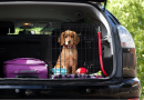 5. Advice for Keeping Your Dog Safe on a Road Trip
